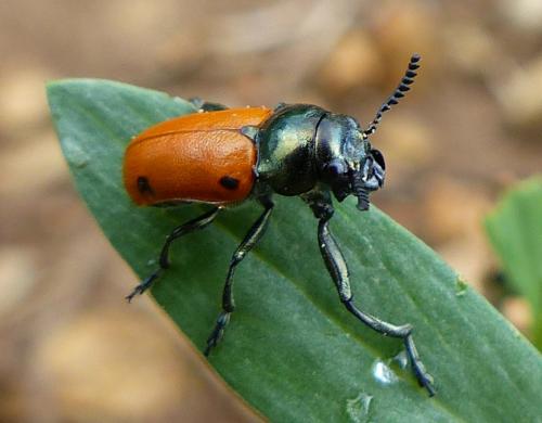 Réf. 248 488 : Labidostomis lusitanica